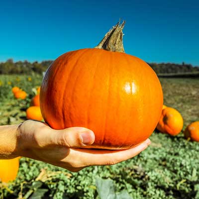 Love Pumpkin? Your Smile Does Too